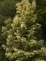 Acer pseudoplatanus Leopoldii Klon jawor